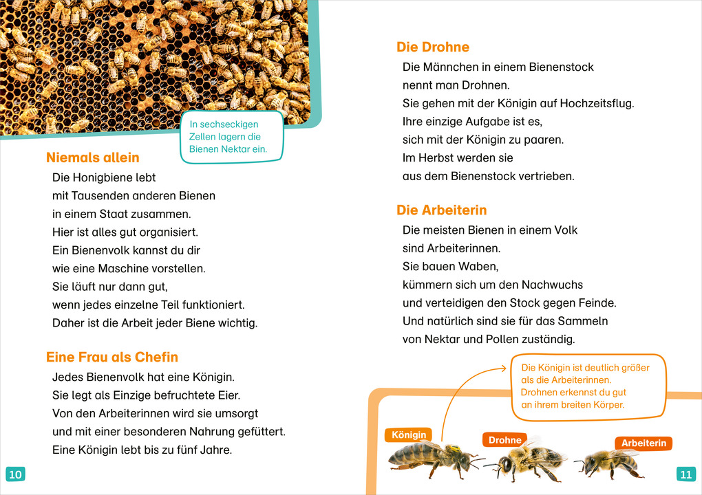 Weitere Ansicht: WAS IST WAS Erstes Lesen. Bienen | Christina Braun