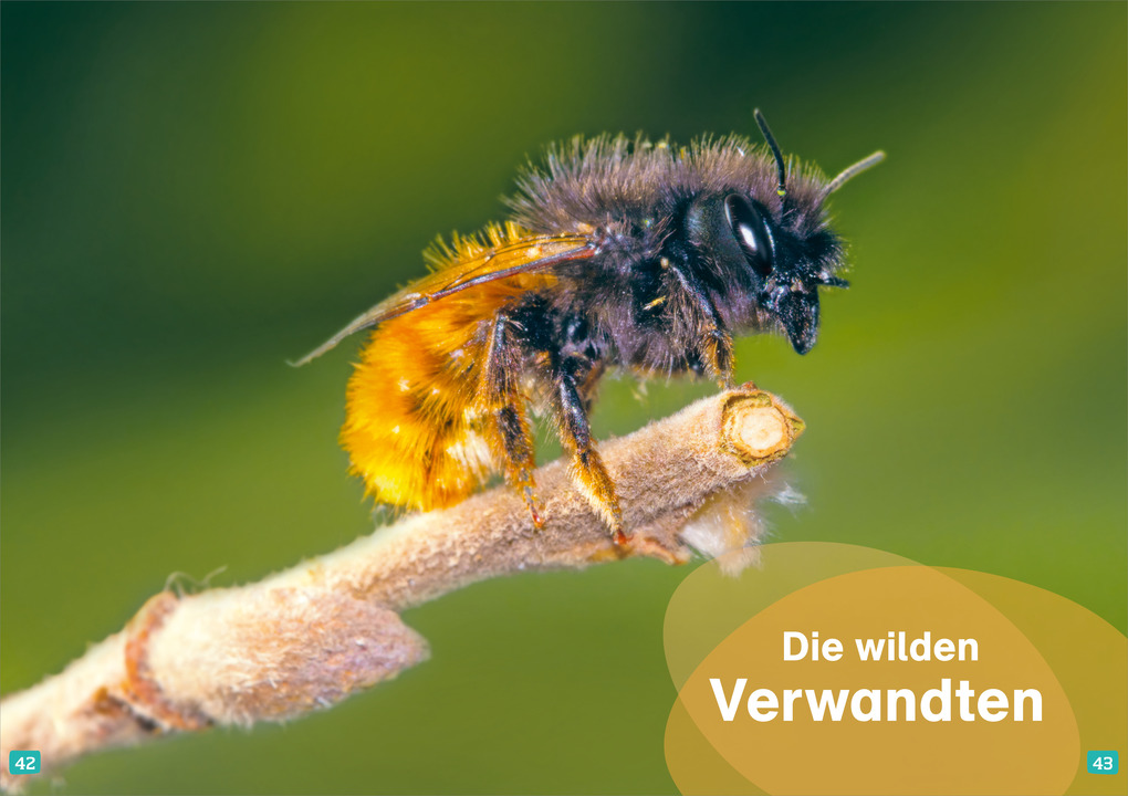 Weitere Ansicht: WAS IST WAS Erstes Lesen. Bienen | Christina Braun