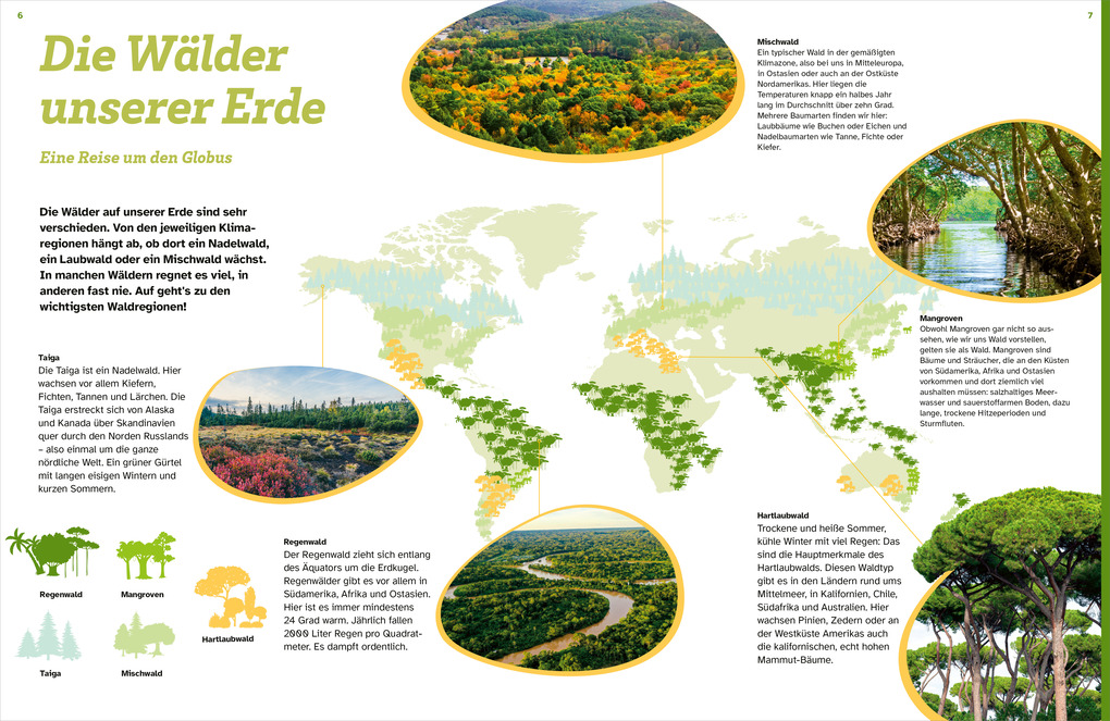 Weitere Ansicht: WAS IST WAS Der Wald. Zwischen Blättern und Zapfen | Florian Kinast