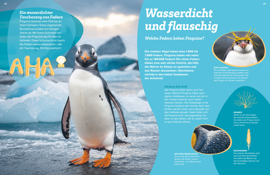 Weitere Ansicht: WAS IST WAS Pinguine. Immer cool drauf | Annette Scheffer