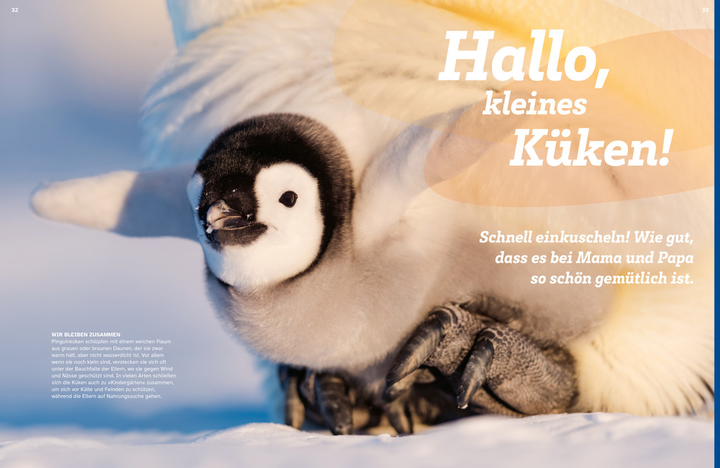 Weitere Ansicht: WAS IST WAS Pinguine. Immer cool drauf | Annette Scheffer