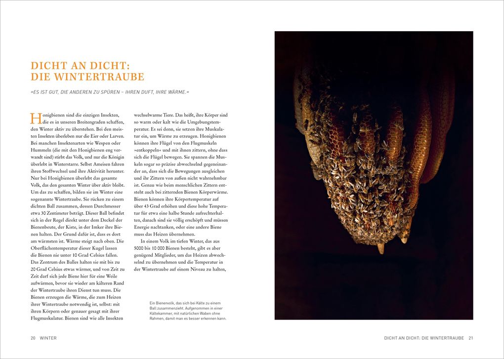 Weitere Ansicht: Tagebuch einer Biene | Dennis Wells