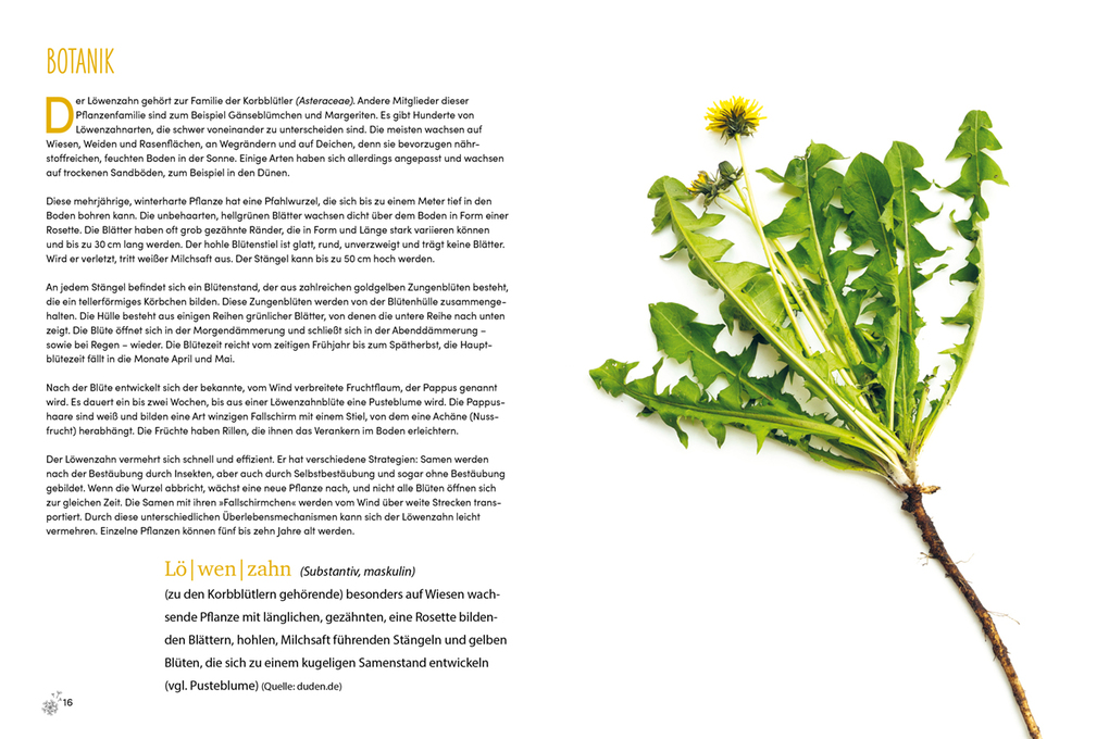 Weitere Ansicht: Löwenzahn | Natasja van der Meer