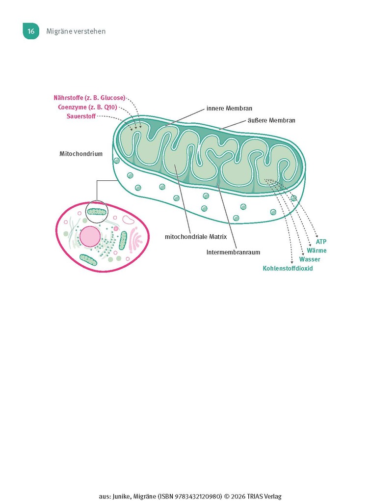Weitere Ansicht: Naturheilpraxis Migräne | Kathrin-Lisa Junike
