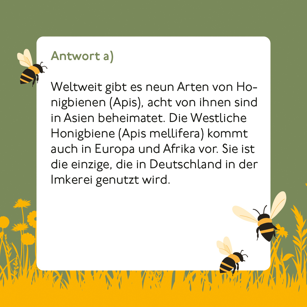 Weitere Ansicht: Bienen-Quiz | Corinna Weinert