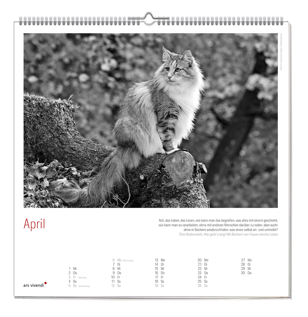 Weitere Ansicht: Der literarische Katzen Kalender 2027