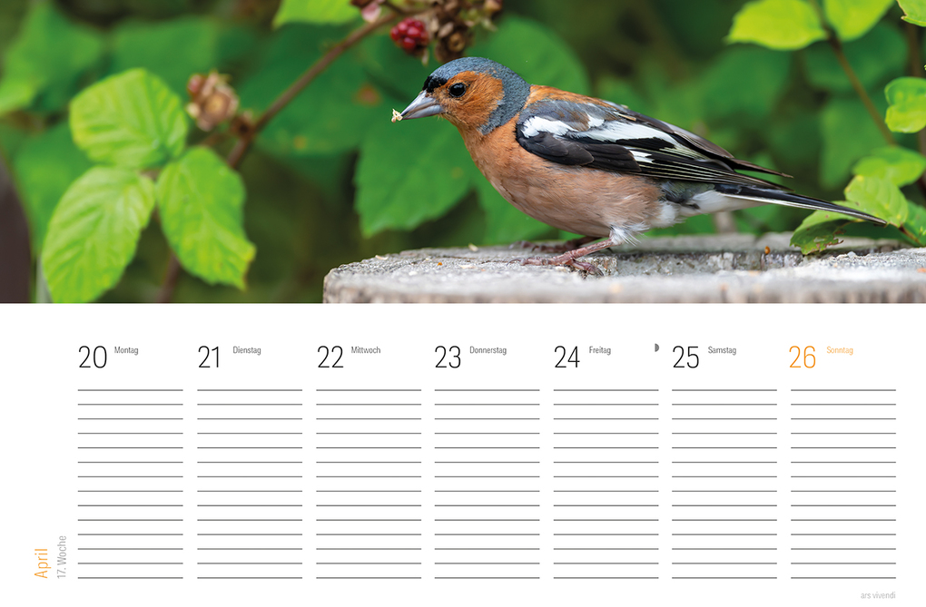 Weitere Ansicht: Tischkalender Vogel 2027 | Vivendi Ars