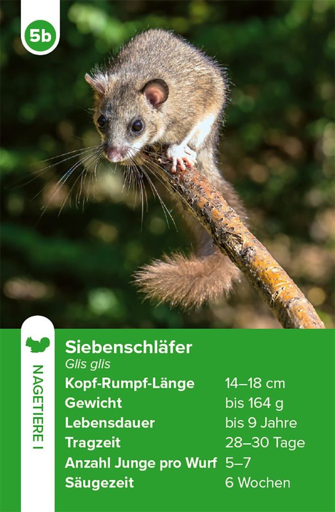 Weitere Ansicht: Einheimische Säugetiere - das Quartett-Spiel