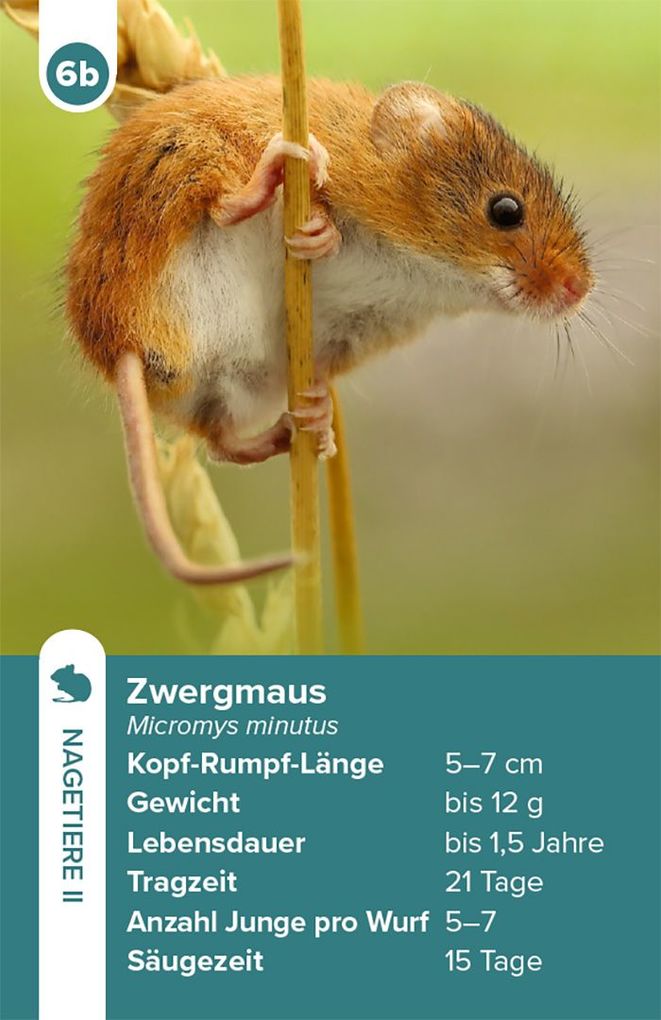 Weitere Ansicht: Einheimische Säugetiere - das Quartett-Spiel