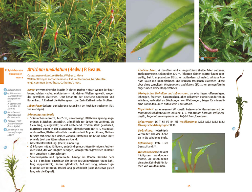 Weitere Ansicht: Moose des Waldbodens | Christine Rapp