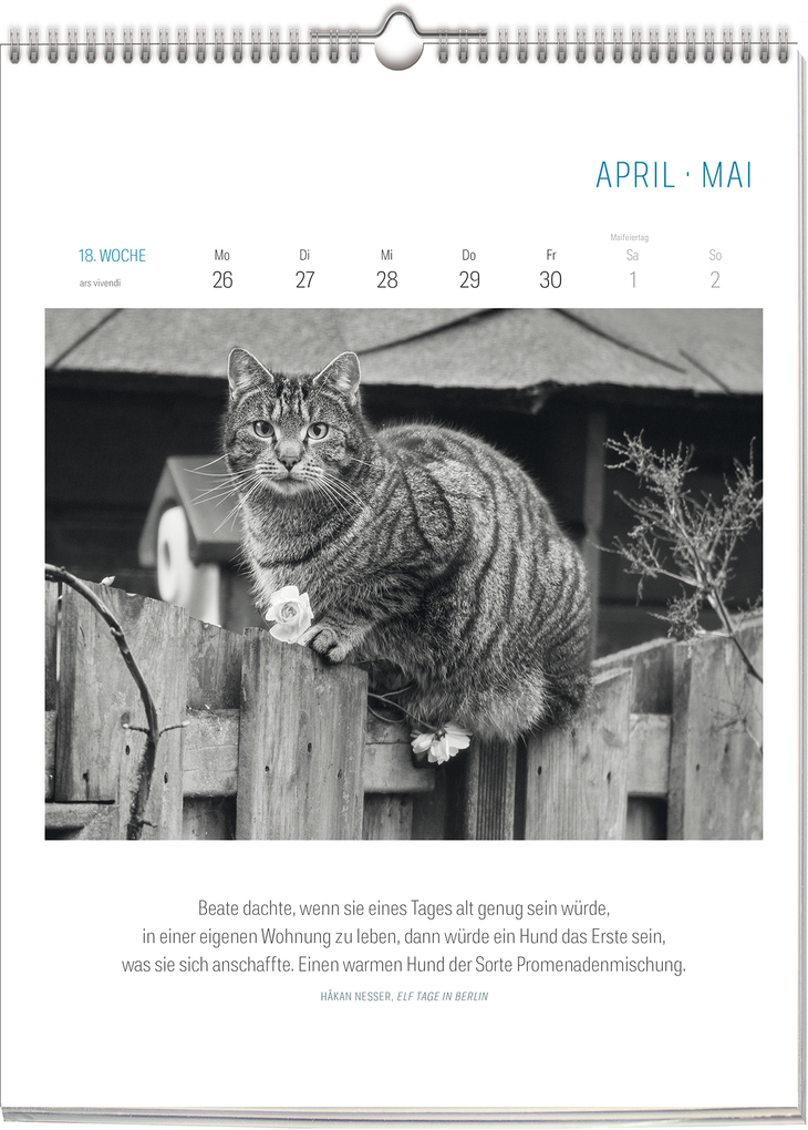 Weitere Ansicht: Literarisch durchs Jahr - Katzen 2027 | Vivendi Ars