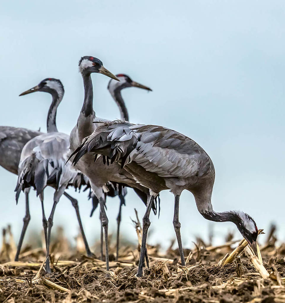 Weitere Ansicht: Entdeckertouren mit dem Wohnmobil Mecklenburg-Vorpommern Der Westen | Stefanie Holtkamp, Andrea Bergmann