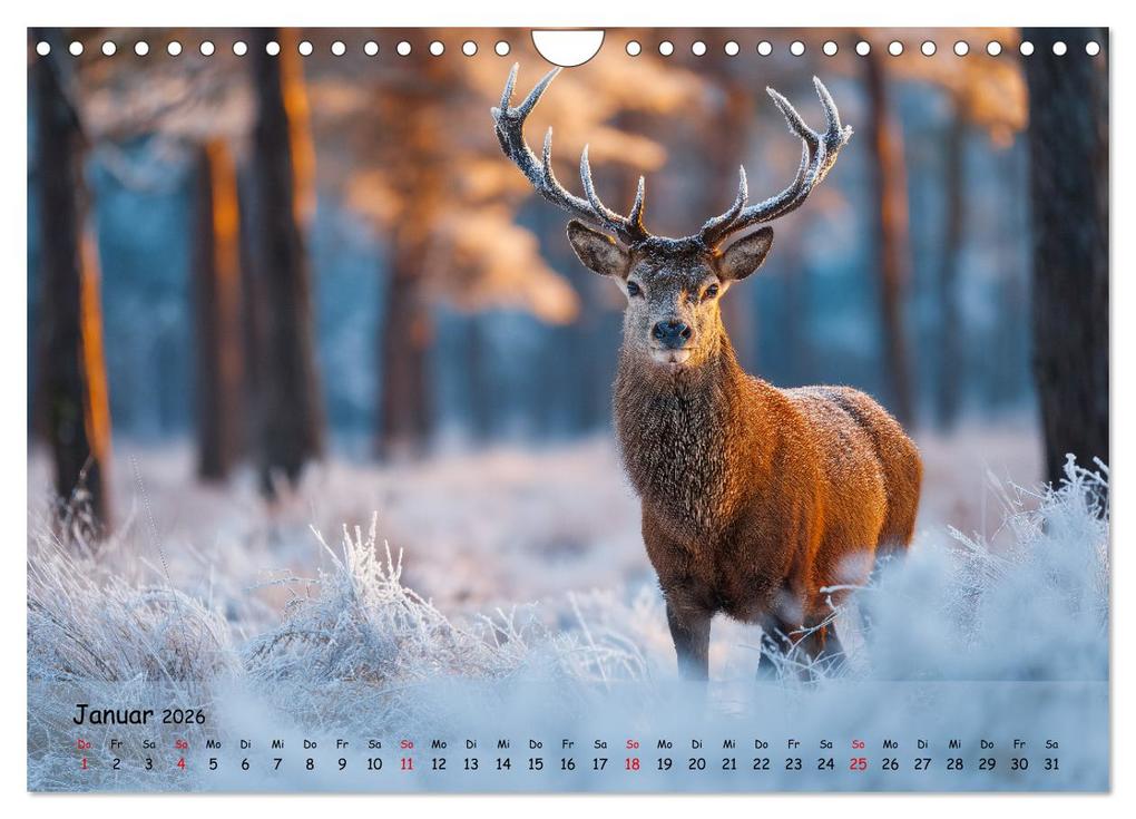 Weitere Ansicht: Jagd und Natur - Kalender für Jäger mit Wildtieren Deutschlands im Jahreslauf (Wandkalender 2026 DIN A4 quer), CALVENDO Monatskalender | MB Fotografie, Calvendo