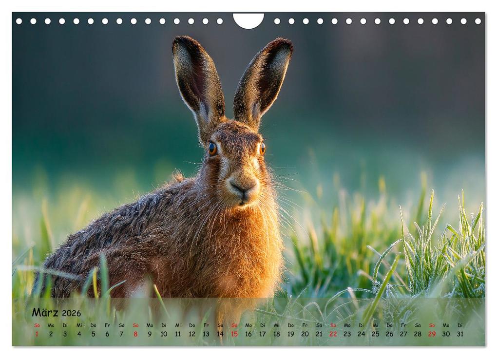 Weitere Ansicht: Jagd und Natur - Kalender für Jäger mit Wildtieren Deutschlands im Jahreslauf (Wandkalender 2026 DIN A4 quer), CALVENDO Monatskalender | MB Fotografie, Calvendo
