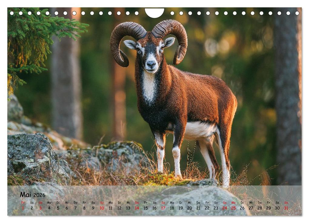 Weitere Ansicht: Jagd und Natur - Kalender für Jäger mit Wildtieren Deutschlands im Jahreslauf (Wandkalender 2026 DIN A4 quer), CALVENDO Monatskalender | MB Fotografie, Calvendo