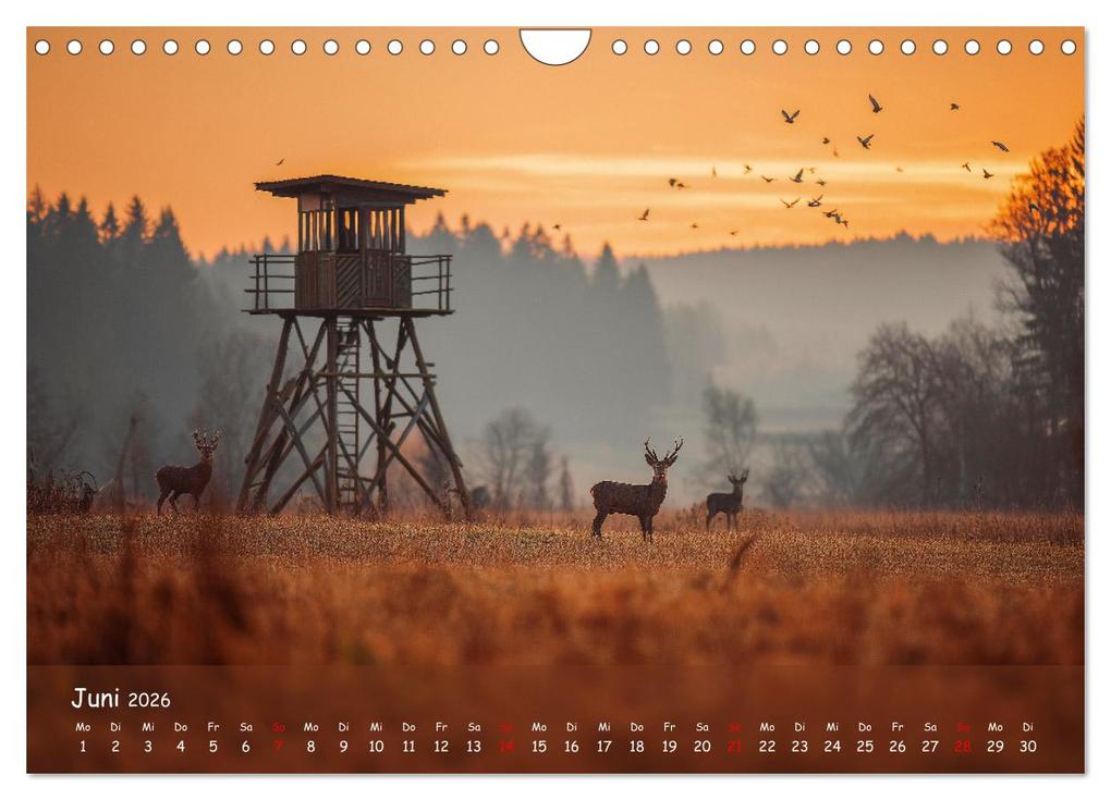Weitere Ansicht: Jagd und Natur - Kalender für Jäger mit Wildtieren Deutschlands im Jahreslauf (Wandkalender 2026 DIN A4 quer), CALVENDO Monatskalender | MB Fotografie, Calvendo