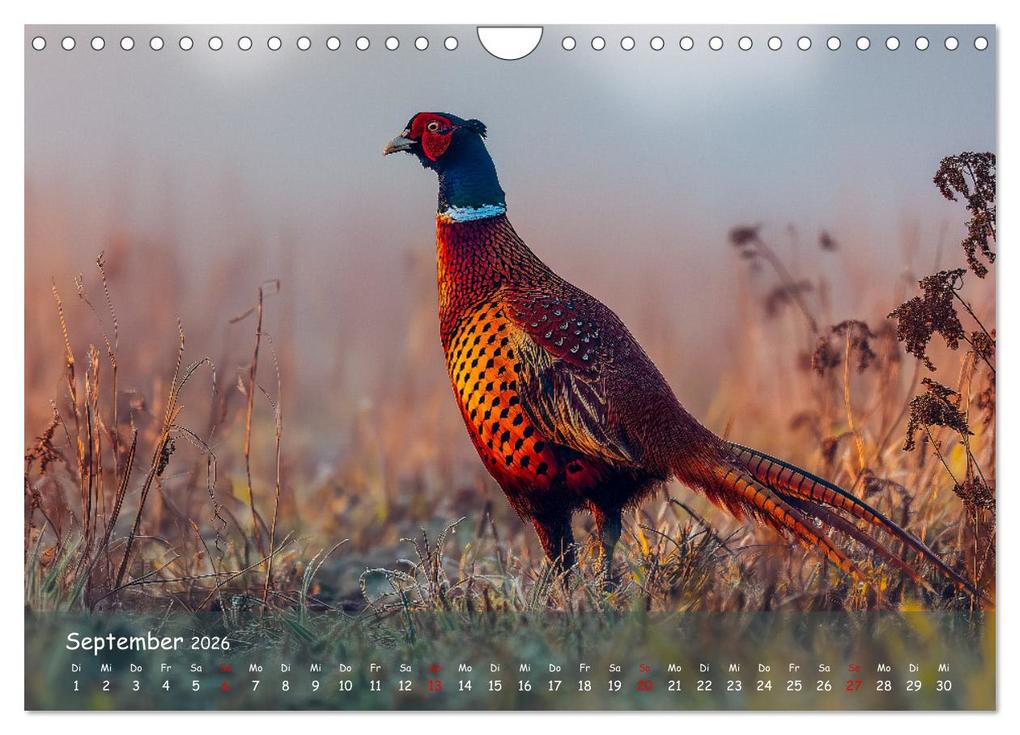 Weitere Ansicht: Jagd und Natur - Kalender für Jäger mit Wildtieren Deutschlands im Jahreslauf (Wandkalender 2026 DIN A4 quer), CALVENDO Monatskalender | MB Fotografie, Calvendo