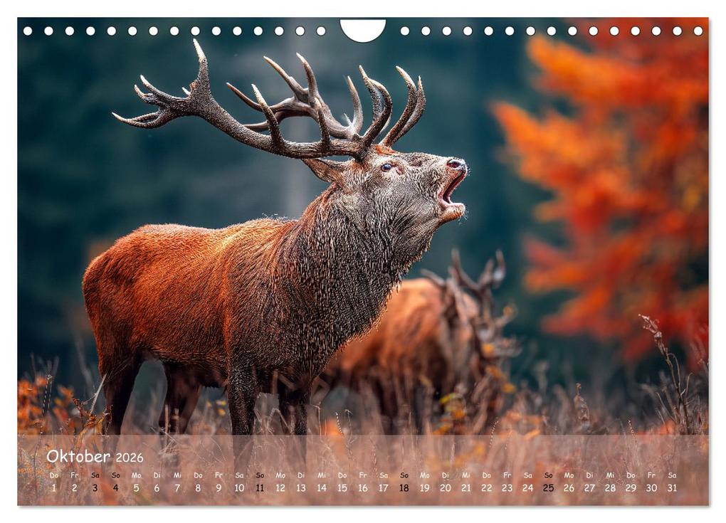 Weitere Ansicht: Jagd und Natur - Kalender für Jäger mit Wildtieren Deutschlands im Jahreslauf (Wandkalender 2026 DIN A4 quer), CALVENDO Monatskalender | MB Fotografie, Calvendo