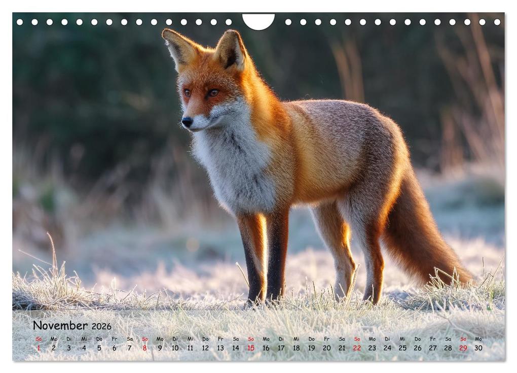 Weitere Ansicht: Jagd und Natur - Kalender für Jäger mit Wildtieren Deutschlands im Jahreslauf (Wandkalender 2026 DIN A4 quer), CALVENDO Monatskalender | MB Fotografie, Calvendo