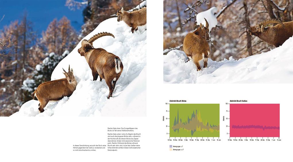 Weitere Ansicht: Der Steinbock | Flurin Filli