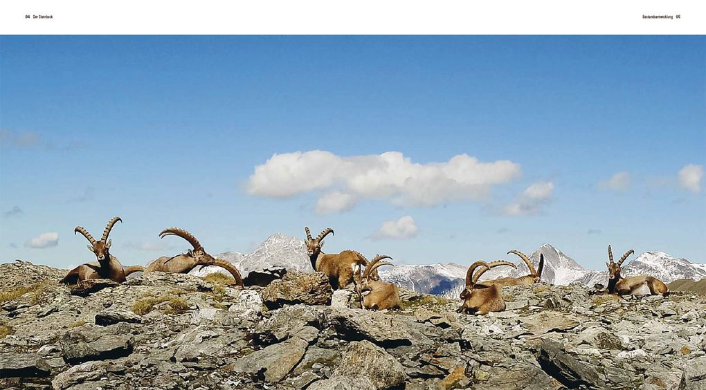 Weitere Ansicht: Der Steinbock | Flurin Filli