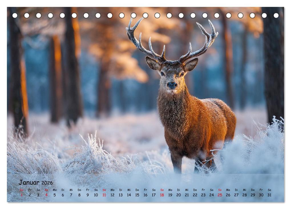 Weitere Ansicht: Jagd und Natur - Kalender für Jäger mit Wildtieren Deutschlands im Jahreslauf (Tischkalender 2026 DIN A5 quer), CALVENDO Monatskalender | MB Fotografie, Calvendo