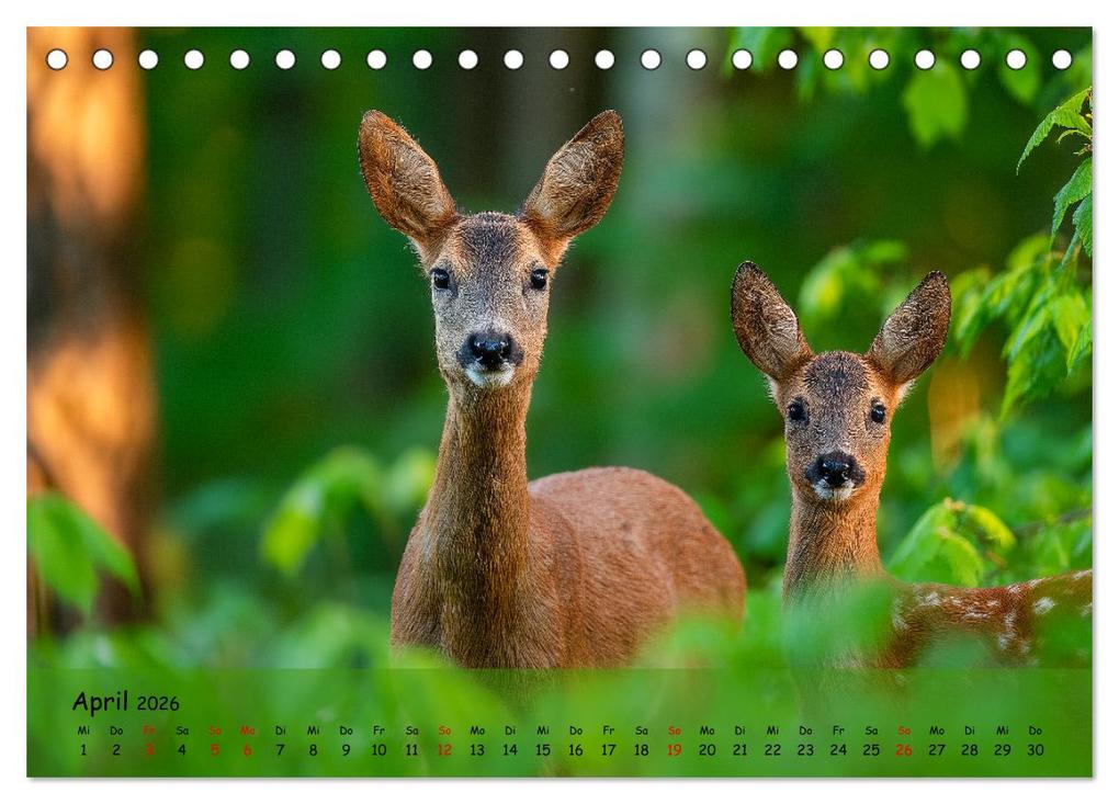 Weitere Ansicht: Jagd und Natur - Kalender für Jäger mit Wildtieren Deutschlands im Jahreslauf (Tischkalender 2026 DIN A5 quer), CALVENDO Monatskalender | MB Fotografie, Calvendo