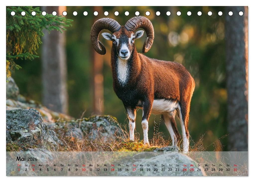 Weitere Ansicht: Jagd und Natur - Kalender für Jäger mit Wildtieren Deutschlands im Jahreslauf (Tischkalender 2026 DIN A5 quer), CALVENDO Monatskalender | MB Fotografie, Calvendo