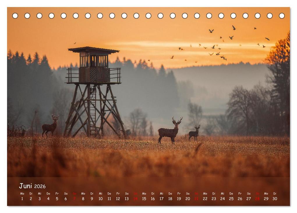 Weitere Ansicht: Jagd und Natur - Kalender für Jäger mit Wildtieren Deutschlands im Jahreslauf (Tischkalender 2026 DIN A5 quer), CALVENDO Monatskalender | MB Fotografie, Calvendo