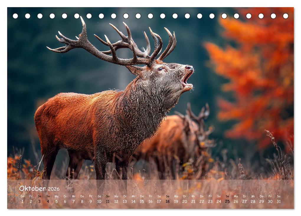 Weitere Ansicht: Jagd und Natur - Kalender für Jäger mit Wildtieren Deutschlands im Jahreslauf (Tischkalender 2026 DIN A5 quer), CALVENDO Monatskalender | MB Fotografie, Calvendo