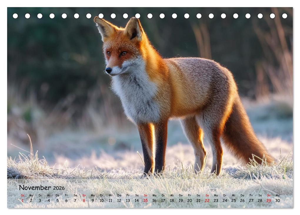 Weitere Ansicht: Jagd und Natur - Kalender für Jäger mit Wildtieren Deutschlands im Jahreslauf (Tischkalender 2026 DIN A5 quer), CALVENDO Monatskalender | MB Fotografie, Calvendo