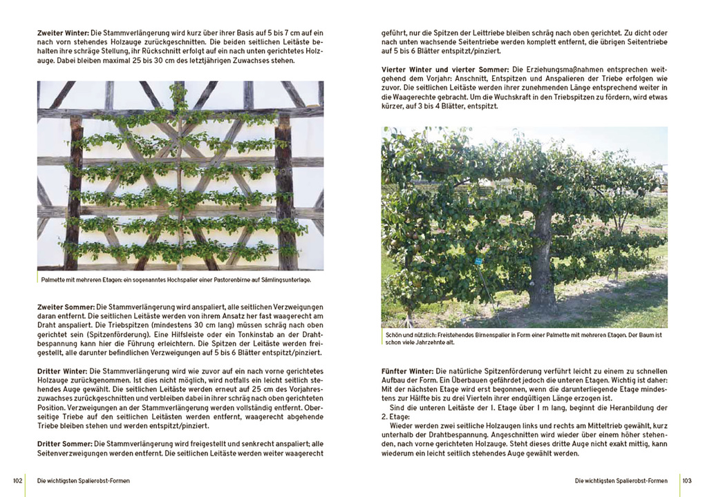 Weitere Ansicht: Spalierobst | Reiner Wahl