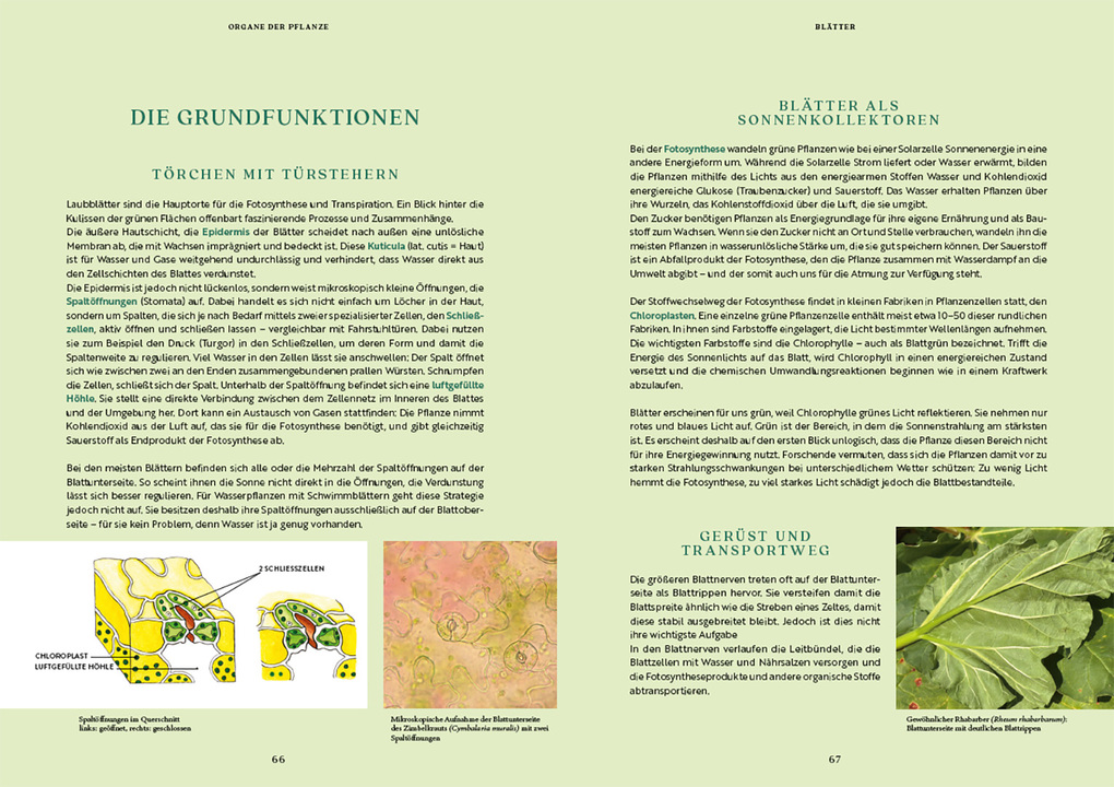 Weitere Ansicht: Gartenbotanik | Margot Spohn, Roland Spohn