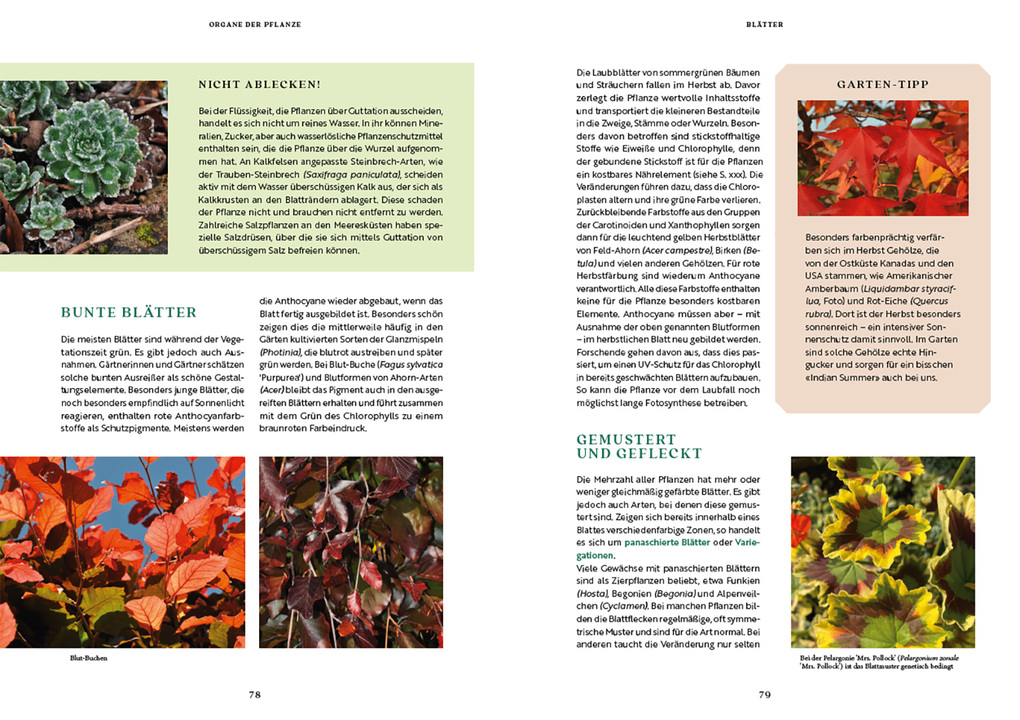 Weitere Ansicht: Gartenbotanik | Margot Spohn, Roland Spohn