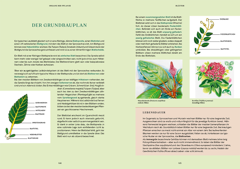 Weitere Ansicht: Gartenbotanik | Margot Spohn, Roland Spohn