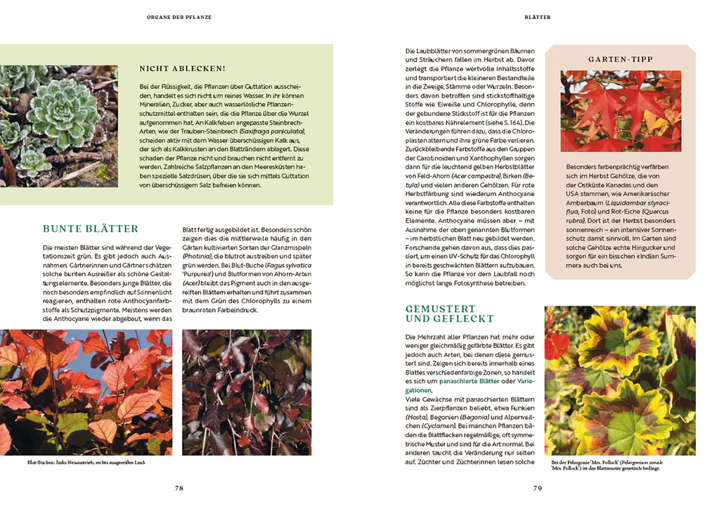 Weitere Ansicht: Gartenbotanik | Margot Spohn, Roland Spohn