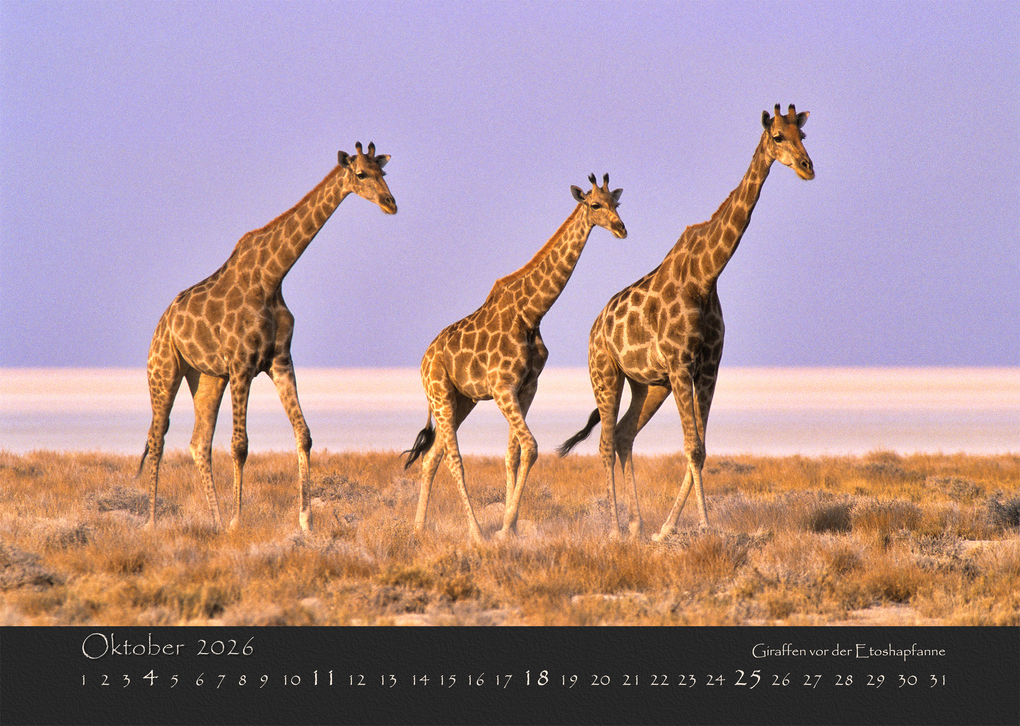 Weitere Ansicht: NAMIBIAS WILDNIS 2026