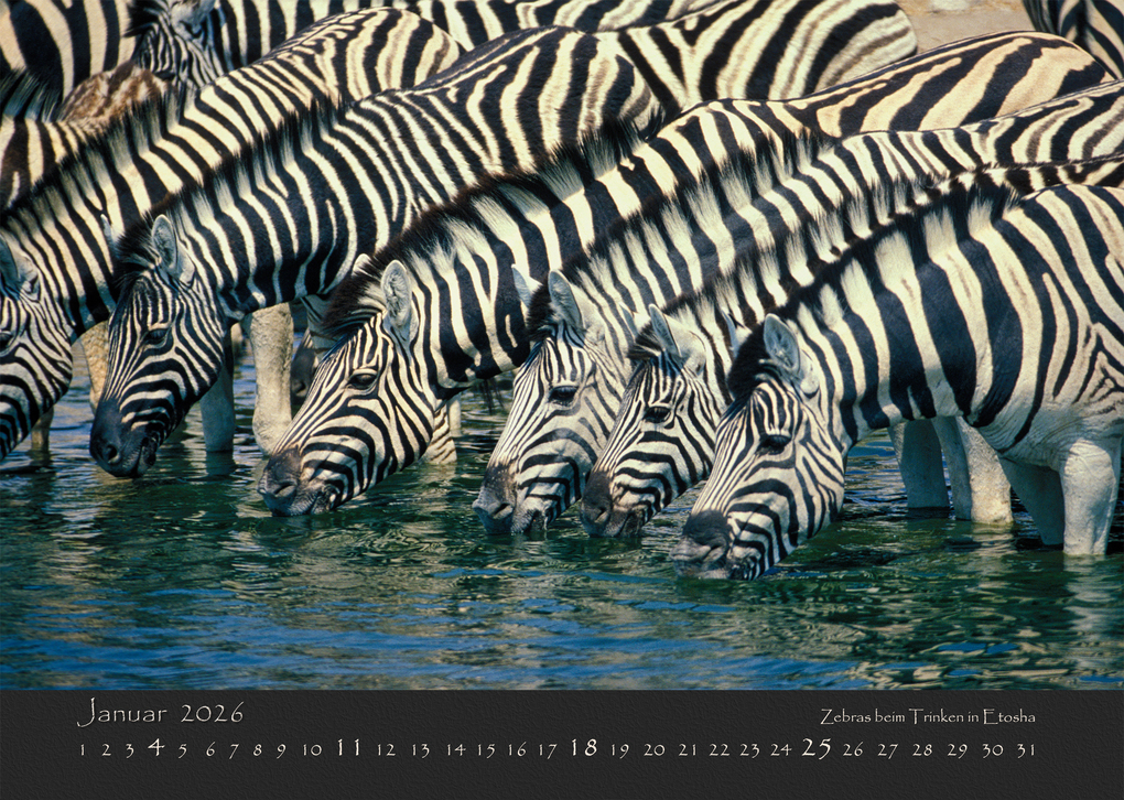 Weitere Ansicht: NAMIBIAS WILDNIS 2026