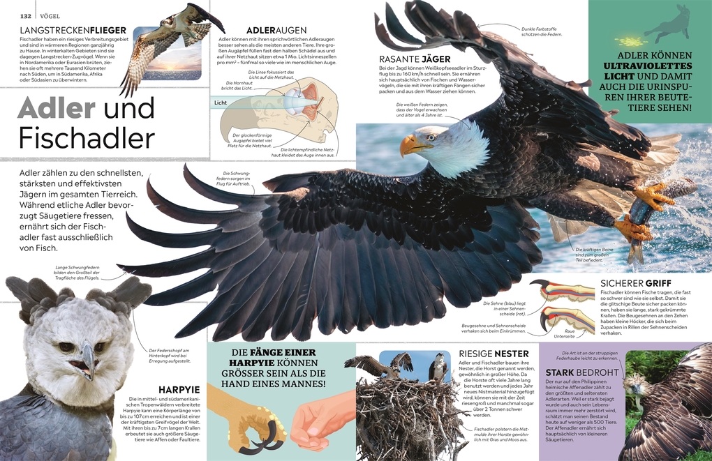 Weitere Ansicht: memo Wissen. Tiere