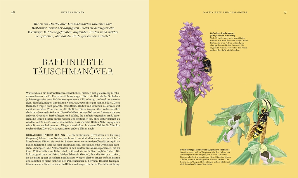 Weitere Ansicht: Wildpflanzen | Chris Thorogood