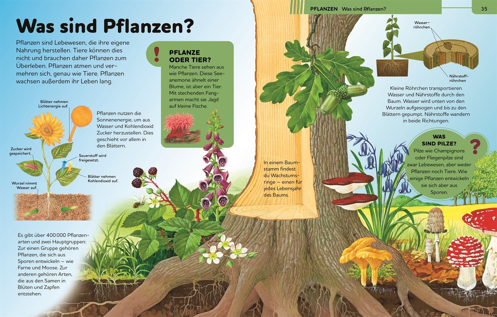 Weitere Ansicht: Das große Kinderlexikon Grundschulwissen | Philip Steele, Barbara Taylor, Deborah Chancellor