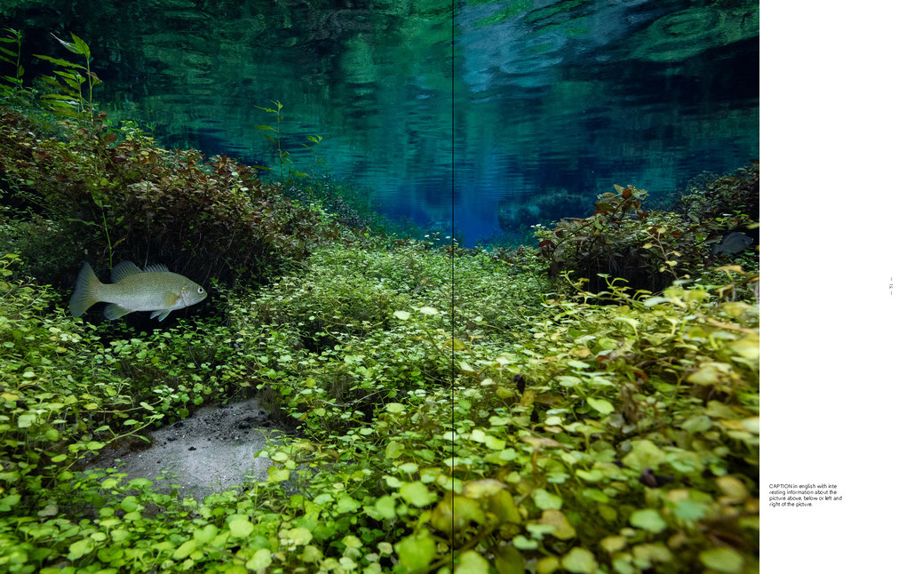 Weitere Ansicht: American Amazon | Mac Stone