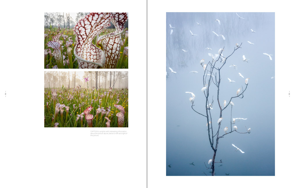 Weitere Ansicht: American Amazon | Mac Stone