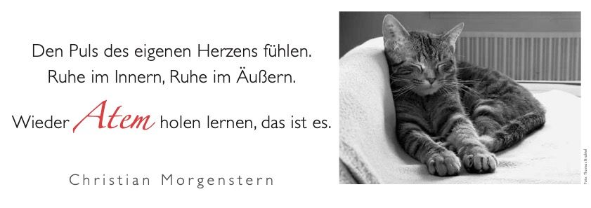 Weitere Ansicht: Der literarische Katzen Wochenplaner 2027 | Julia Bachstein