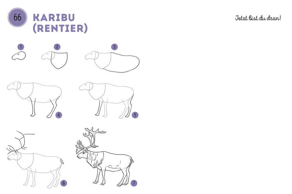 Weitere Ansicht: 300 Motive zeichnen - Tiere | Lise Herzog