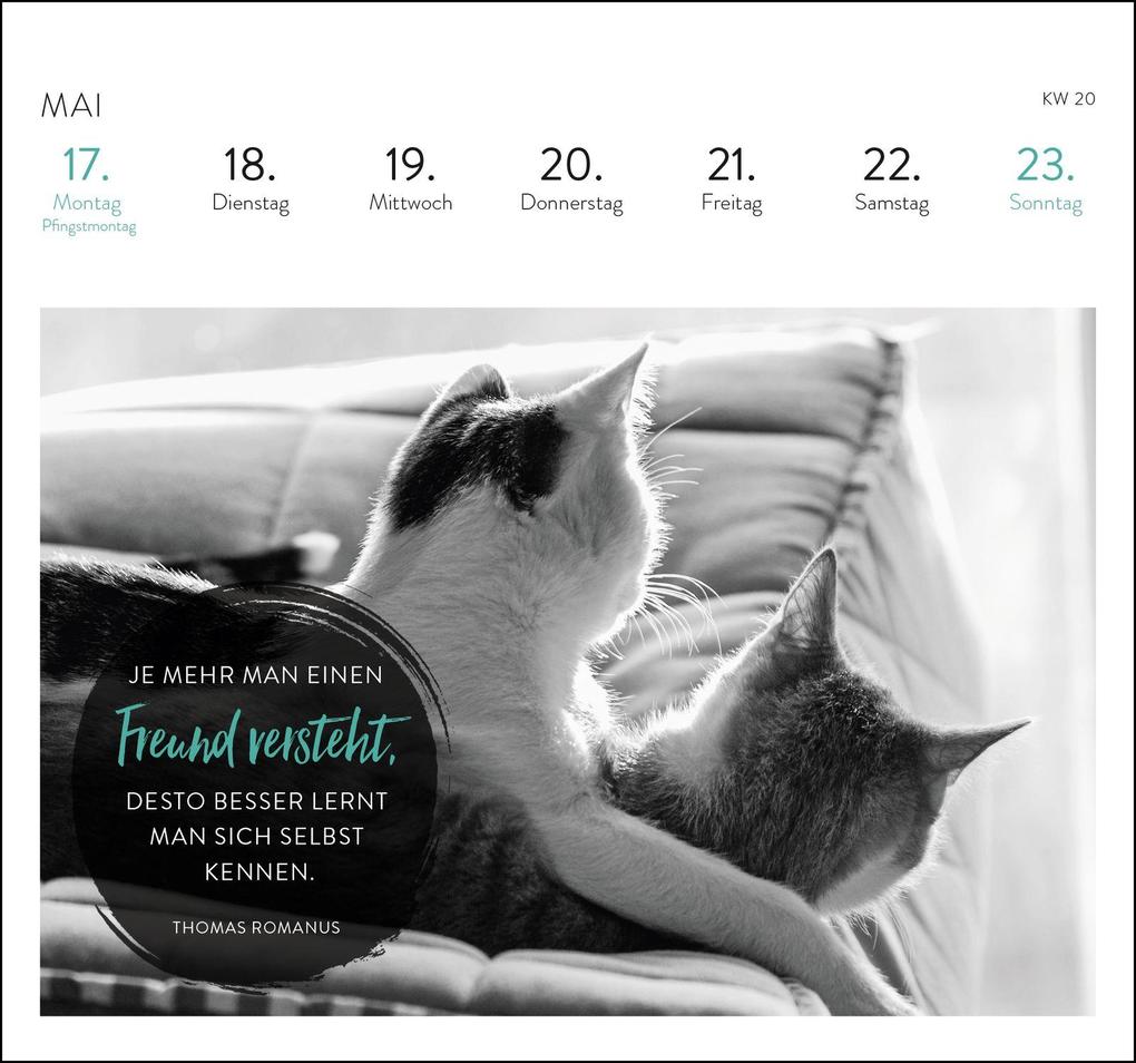 Weitere Ansicht: Postkartenkalender 2027: Inspirierende Worte für Katzenfreunde