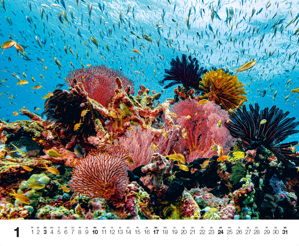 Weitere Ansicht: Dive 2027