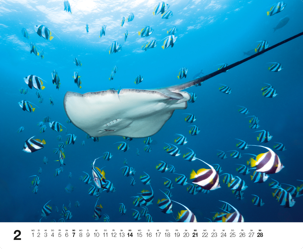 Weitere Ansicht: Dive 2027