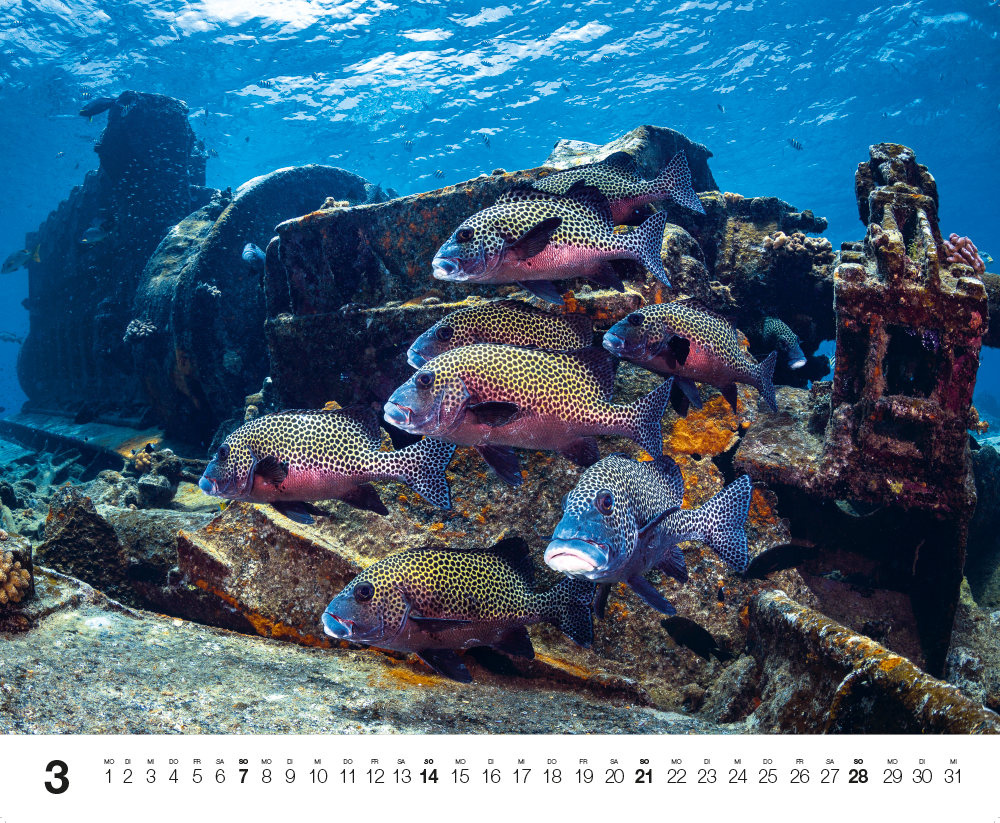 Weitere Ansicht: Dive 2027