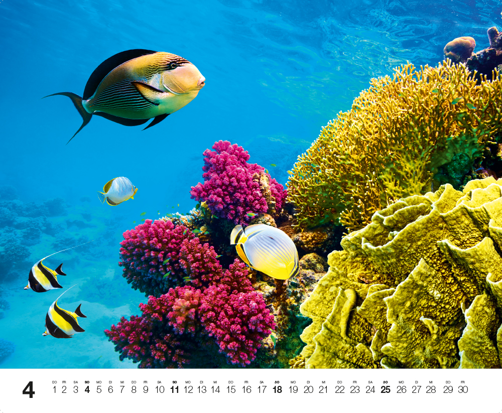 Weitere Ansicht: Dive 2027